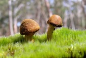 世界举重锦标赛观赛指南发布，世界举重锦标赛视频